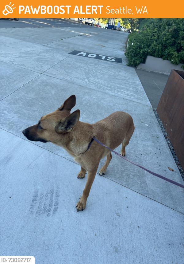 Found/Stray Female Dog last seen judkins park, Seattle, WA 98113
