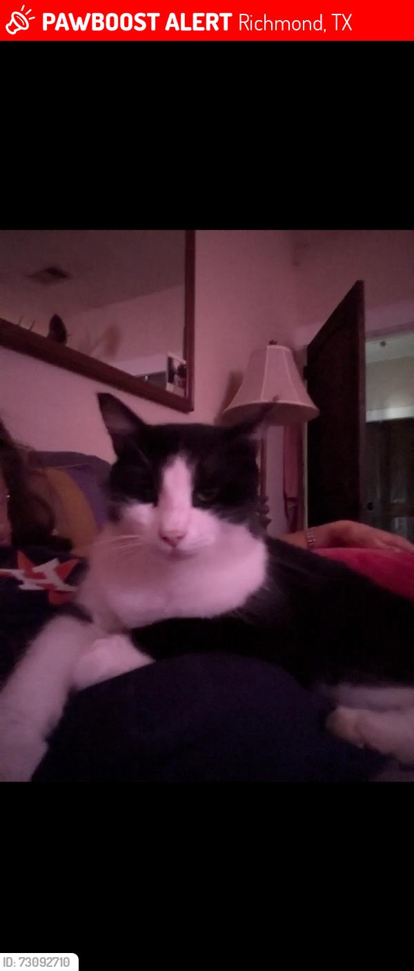Lost Male Cat last seen Austin & Union , Richmond, TX 77469