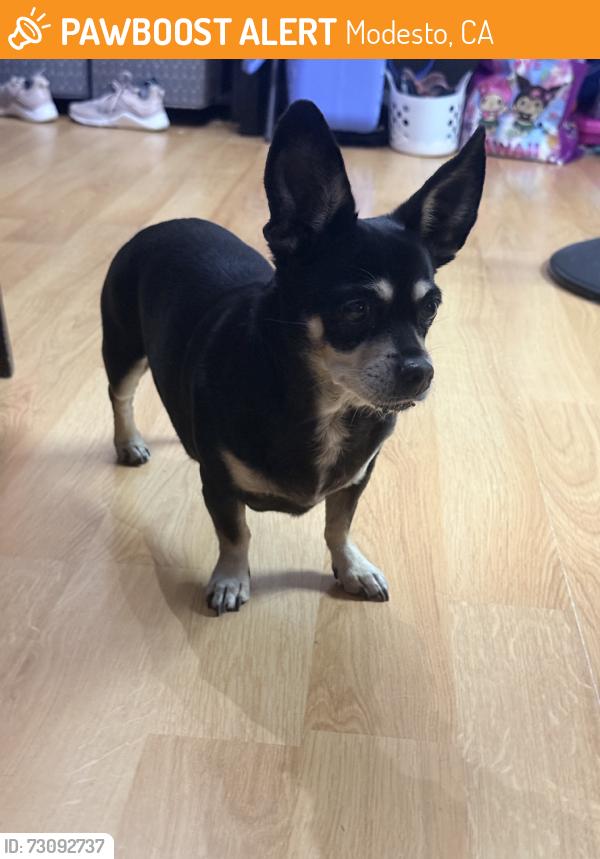 Found/Stray Female Dog last seen Goldrun, Modesto, CA 95354