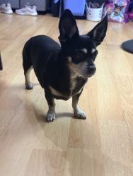 Found/Stray Female Dog last seen Goldrun, Modesto, CA 95354