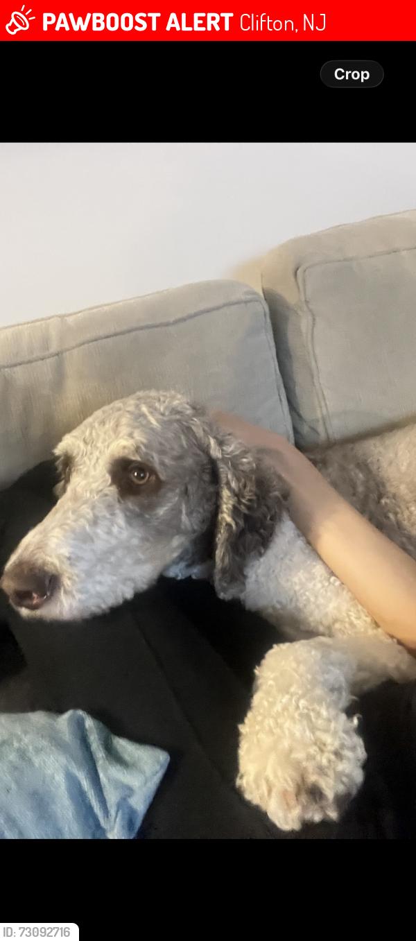 Lost Female Dog last seen Lakeview Ave , Clifton, NJ 07011