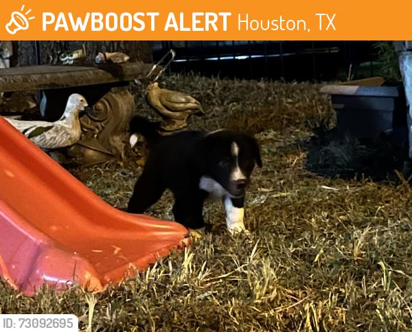 Found/Stray Male Dog last seen Sellers Rd and Midland Ct, Houston, TX 77060