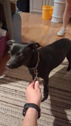 Reunited Female Dog last seen Lyndon dr near Mary's creek, Fort Worth, TX 76116