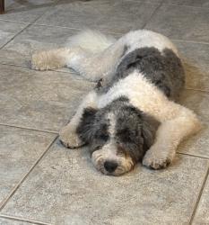 Lost Female Dog last seen Decubellis Rd, New Port Richey, FL 34654
