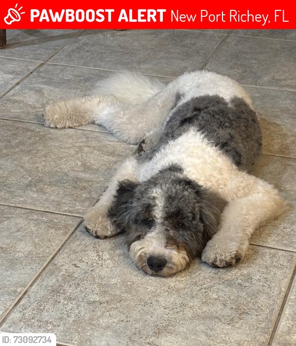 Lost Female Dog last seen Decubellis Rd, New Port Richey, FL 34654