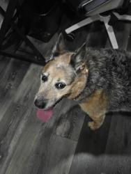 Reunited Female Dog last seen Pg&e, Antioch, CA 94509