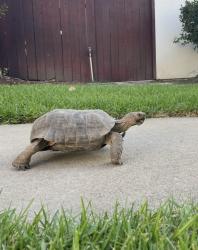 Lost Male Reptile last seen Sapphire Rd and Topaz Lane, Fullerton, CA 92831