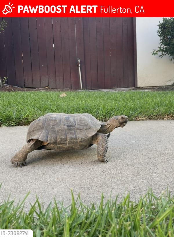 Lost Male Reptile last seen Sapphire Rd and Topaz Lane, Fullerton, CA 92831