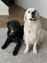 Lost Male Dog last seen Near Lee Drive, Hemet, CA 92545