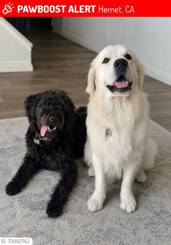 Lost Male Dog last seen Near Lee Drive, Hemet, CA 92545