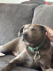 Reunited Male Dog last seen Near Patricia Dr., Syracuse, NY 13212, Syracuse, NY 13212