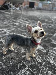 Reunited Male Dog last seen Paleteria La Azteca, Dallas, TX 75227