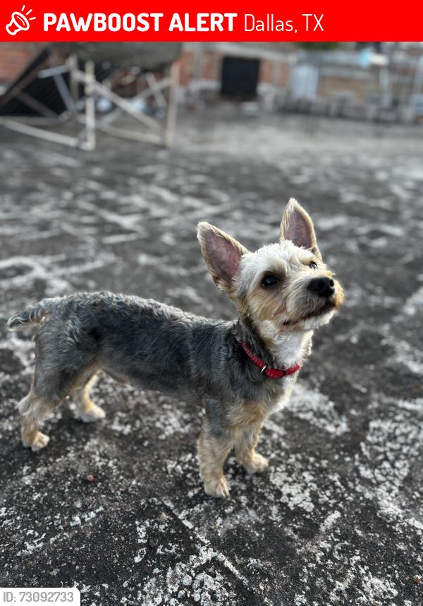 Lost Male Dog last seen Paleteria La Azteca, Dallas, TX 75227