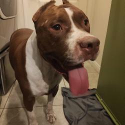 Reunited Male Dog last seen Bermuda and Agate, Las Vegas, NV 89123