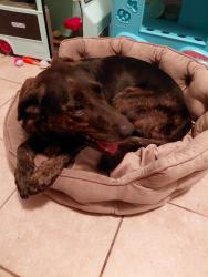 Found/Stray Female Dog last seen Angels vista and s Sante fe, Vista, CA 92083