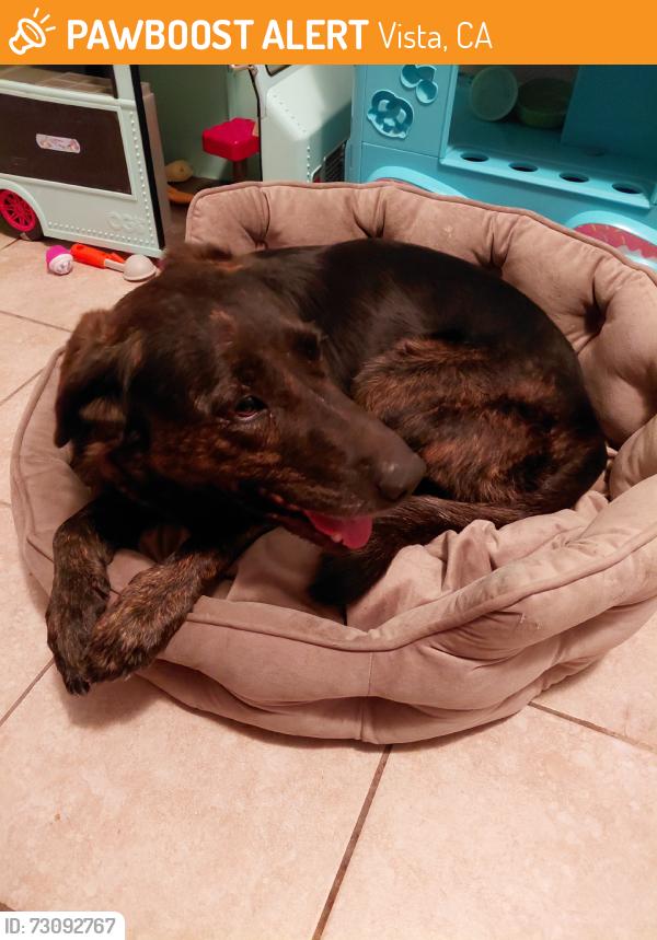 Found/Stray Female Dog last seen Angels vista and s Sante fe, Vista, CA 92083