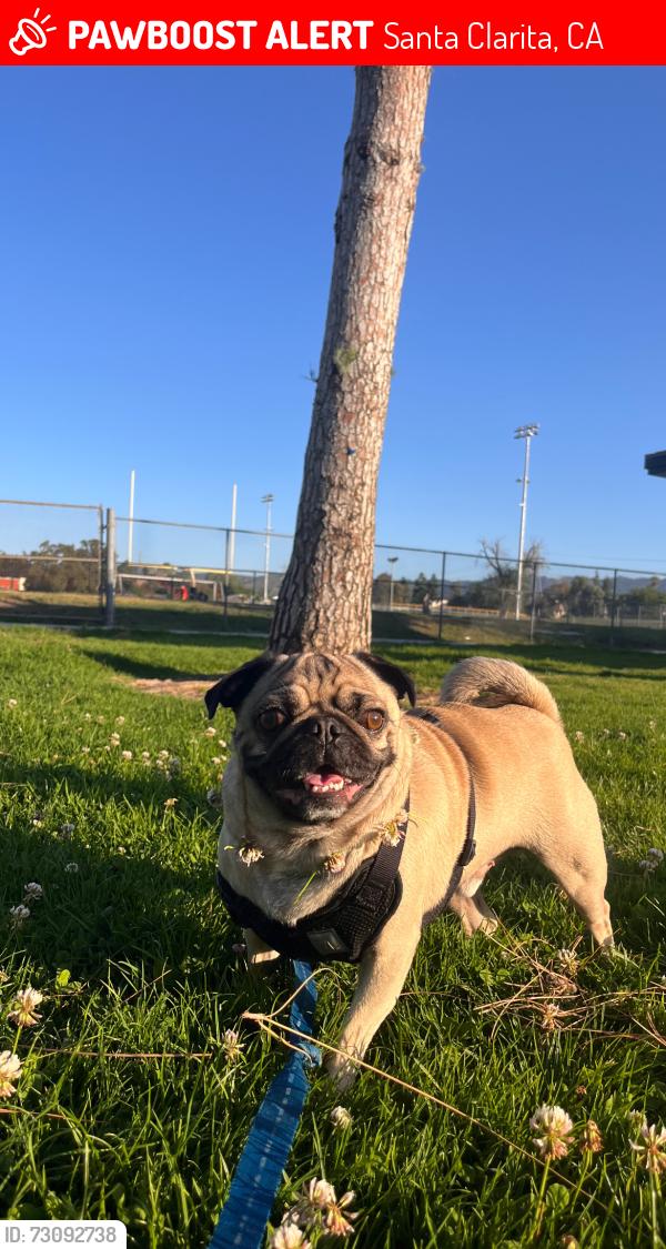Lost Male Dog last seen Last seen crossing street by Wingstop, Santa Clarita, CA 91321