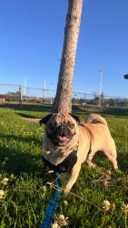 Lost Male Dog last seen Last seen crossing street by Wingstop, Santa Clarita, CA 91321