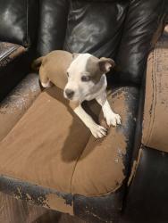 Found/Stray Male Dog last seen Phillip 66 by University, Lubbock, TX 79401