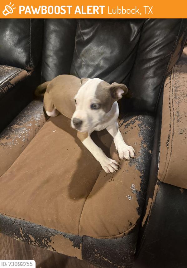 Found/Stray Male Dog last seen Phillip 66 by University, Lubbock, TX 79401