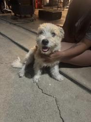 Found/Stray Male Dog last seen Rock Springs and Cedar Ridge Burleson Tx 76028, Burleson, TX 76028