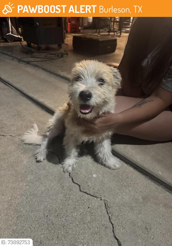 Found/Stray Male Dog last seen Rock Springs and Cedar Ridge Burleson Tx 76028, Burleson, TX 76028