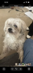 Lost Male Dog last seen Milburn & Herndon, Fresno, CA 93722