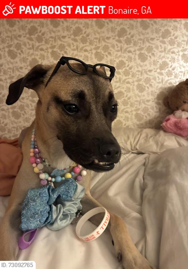 Lost Male Dog last seen Near Wynfield Lane Bonaire, Ga 31005, Bonaire, GA 31005
