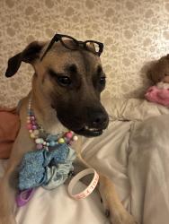 Lost Male Dog last seen Near Wynfield Lane Bonaire, Ga 31005, Bonaire, GA 31005