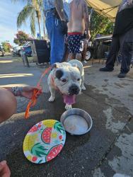 Found/Stray Female Dog last seen Wells fargo, Galt, CA 95632