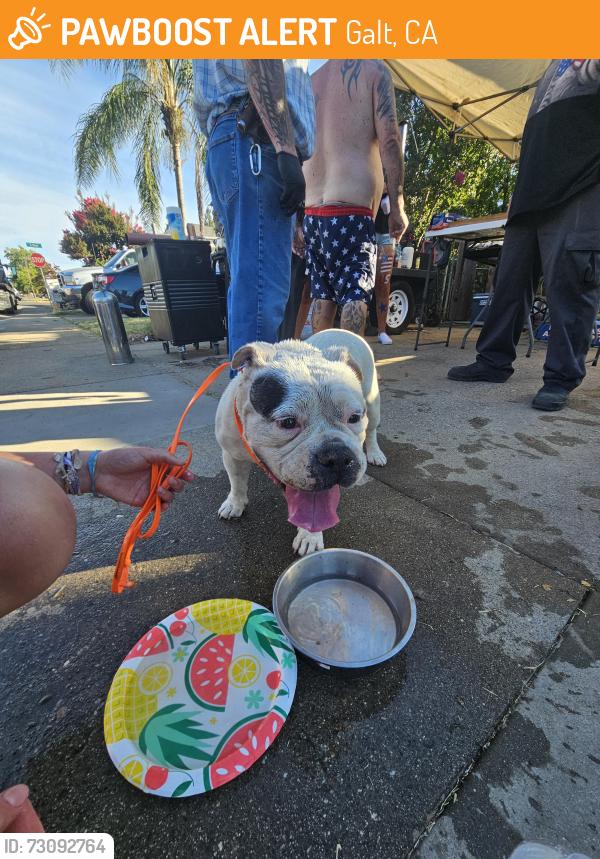 Found/Stray Female Dog last seen Wells fargo, Galt, CA 95632
