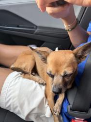 Found/Stray Female Dog last seen Interlochen, Arlington, TX 76012