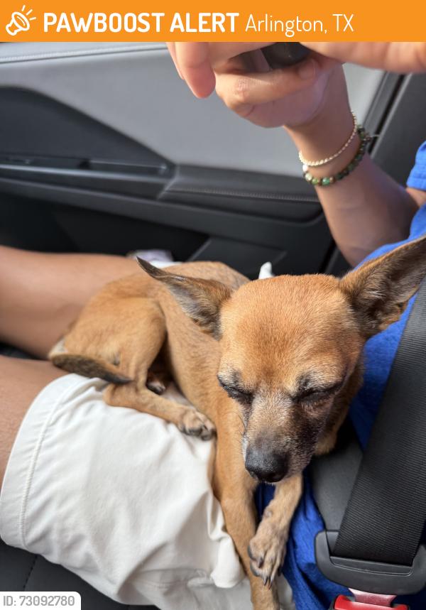 Found/Stray Female Dog last seen Interlochen, Arlington, TX 76012