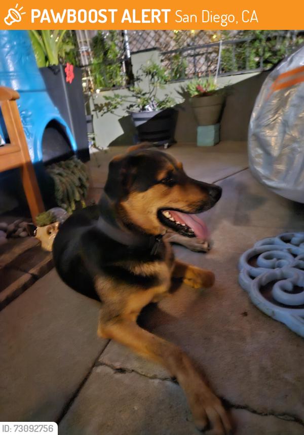 Found/Stray Male Dog last seen Off Reo Drive and Deauville, San Diego, CA 92139