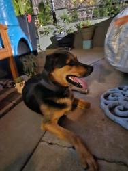 Found/Stray Male Dog last seen Off Reo Drive and Deauville, San Diego, CA 92139