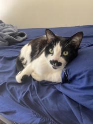 Lost Female Cat last seen Walnut, Walnut, CA 91789