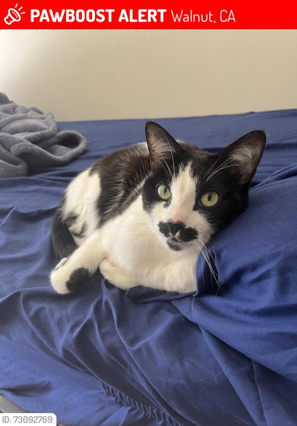 Lost Female Cat last seen Walnut, Walnut, CA 91789