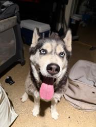 Found/Stray Unknown Dog last seen Timrick, Bonita, CA 91902