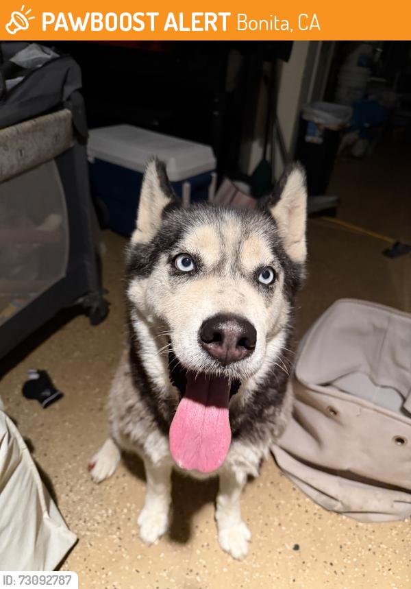 Found/Stray Unknown Dog last seen Timrick, Bonita, CA 91902