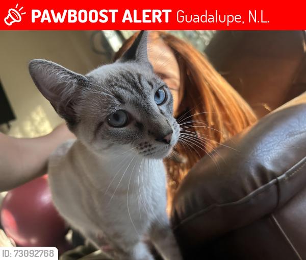 Lost Male Cat last seen calle olivo, Guadalupe, N.L. 67180