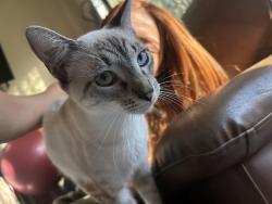 Lost Male Cat last seen calle olivo, Guadalupe, N.L. 67180