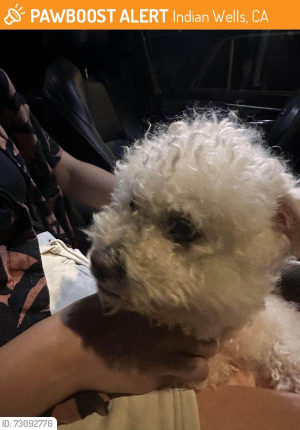 Found/Stray Male Dog last seen Miles Ave and Washington, Indian Wells, CA 92210
