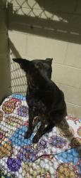 Found/Stray Male Dog last seen Pet dropped off, Salinas, CA 93908