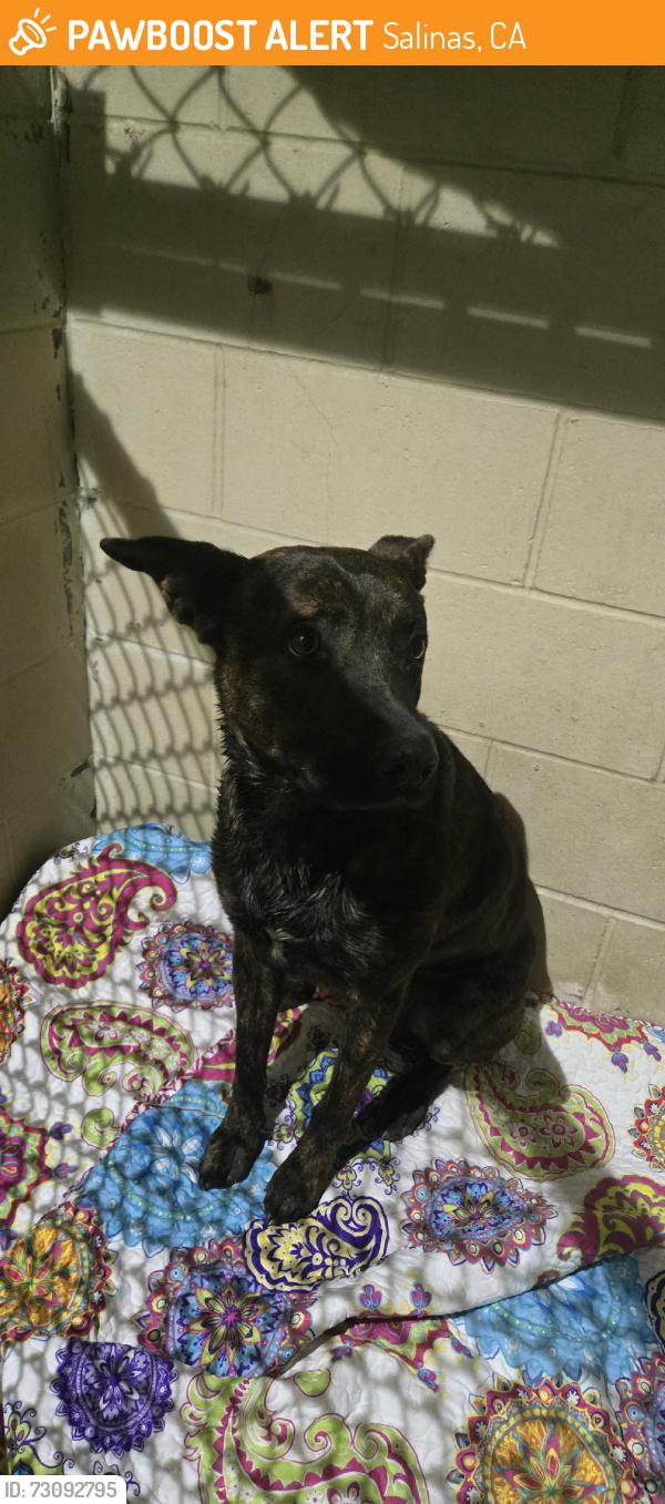 Found/Stray Male Dog last seen Pet dropped off, Salinas, CA 93908