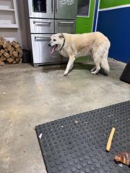 Reunited Female Dog last seen Highway 10 and Brown trail Intersection, Hurst, TX 76053