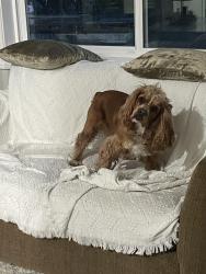 Reunited Male Dog last seen Sunnyvale Ave Walnut Creek , Walnut Creek, CA 94597