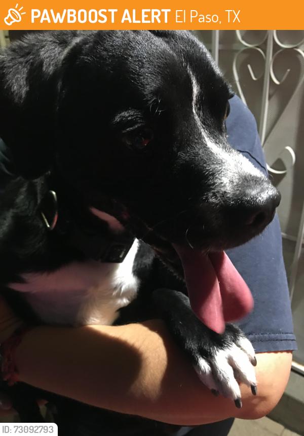 Found/Stray Male Dog last seen Leavell ave and dyer, El Paso, TX 79904