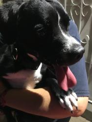 Found/Stray Male Dog last seen Leavell ave and dyer, El Paso, TX 79904