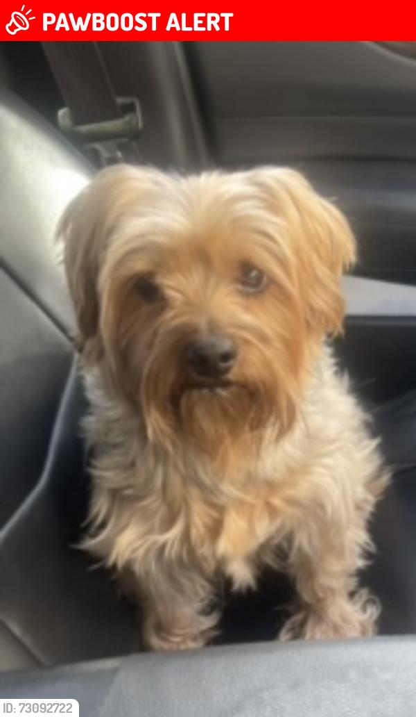 Lost Male Dog last seen Belle Meadow Loop Road, Tuscaloosa County, AL 35405