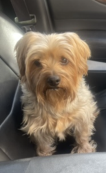 Lost Male Dog last seen Belle Meadow Loop Road, Tuscaloosa County, AL 35405